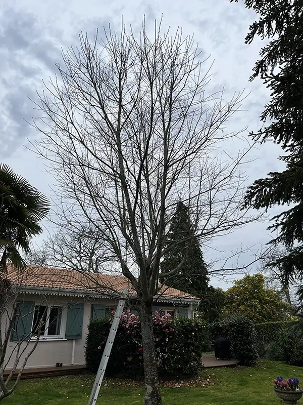 Arbre avant abattage à Mérignac (33)