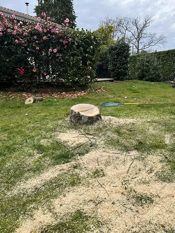 Arbre après abattage à Mérignac (33) pour dessouchage
