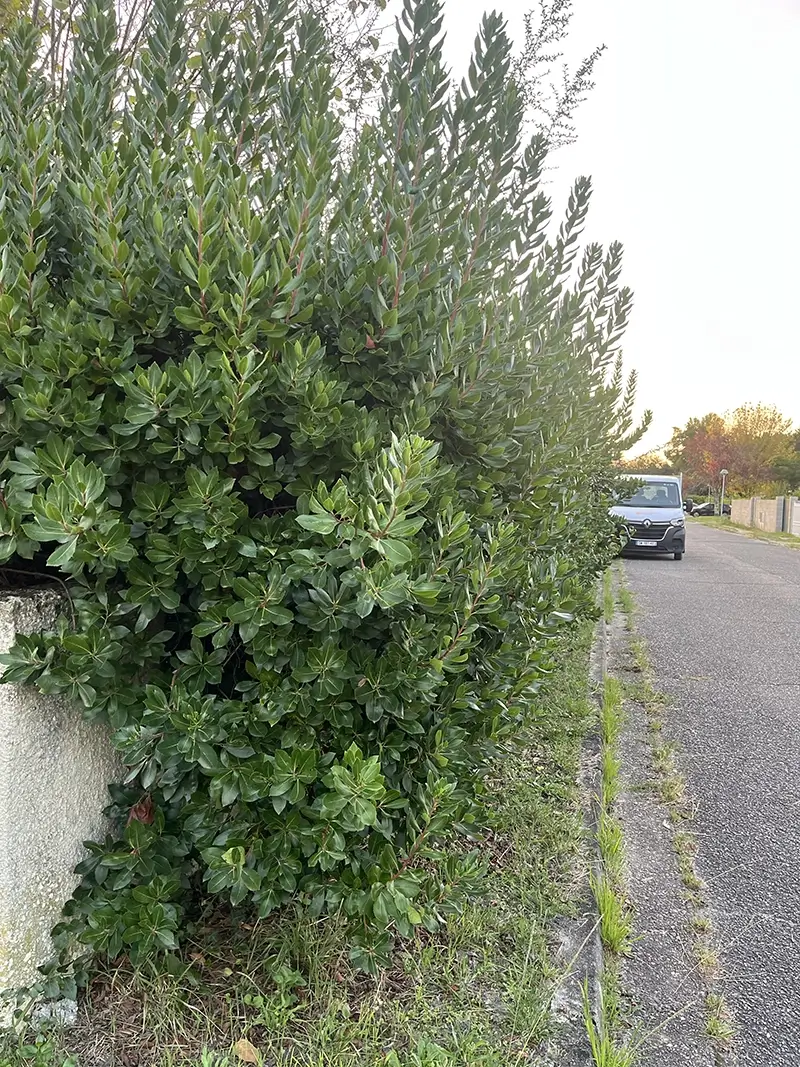 Haie non taillée à Mérignac