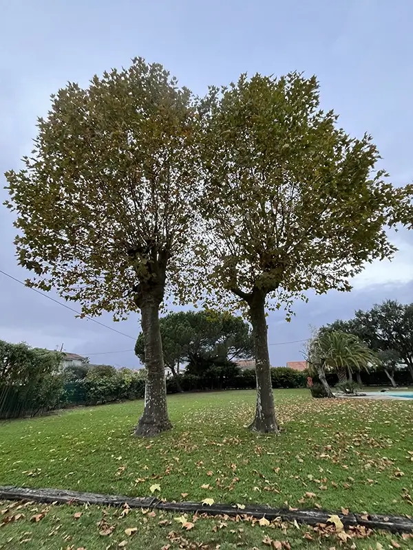 Arbres avant élagage à pessac (33)