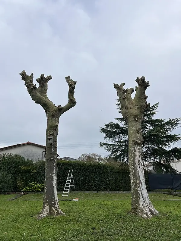 Arbres après élagage à pessac (33)