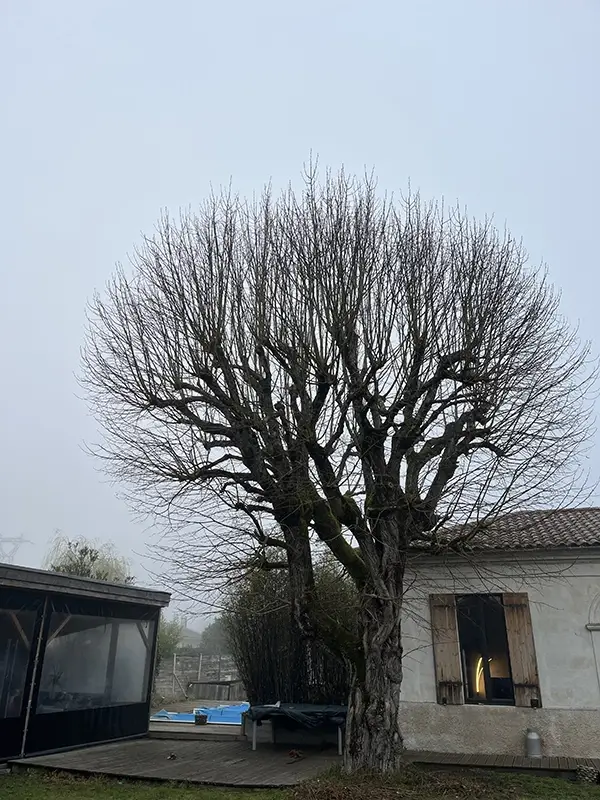 Arbre devant une maison devant être élagué à Mérignac