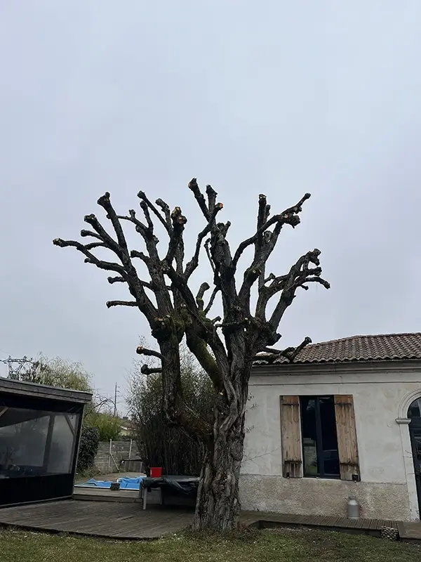 Arbre devant une maison élagué par Mathieu Paysage