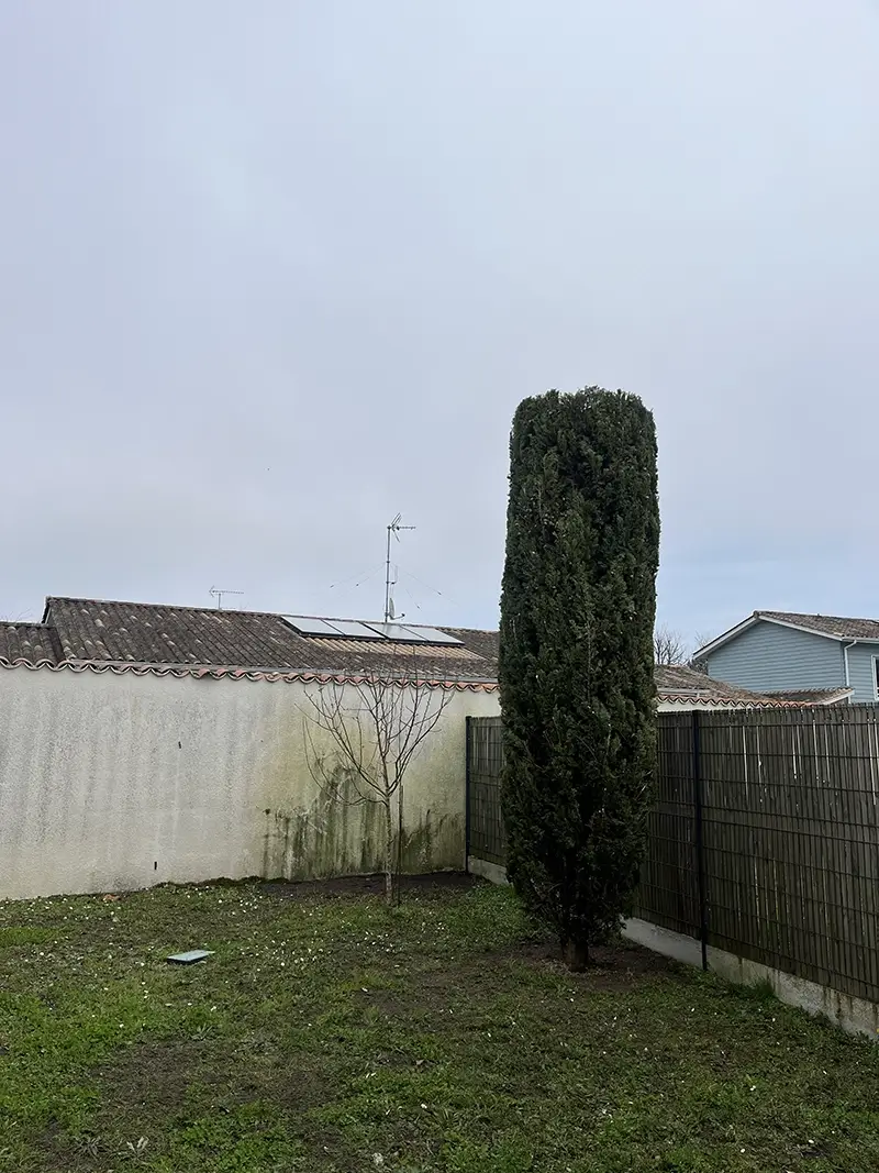 Arbuste à mérignac après la taille