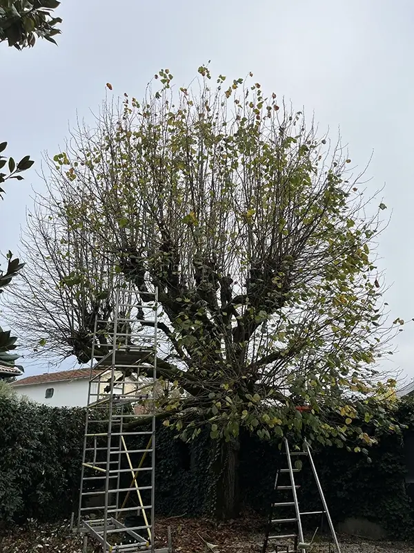 Arbre à élaguer à l'aide de taille raisonnée en Gironde (33)