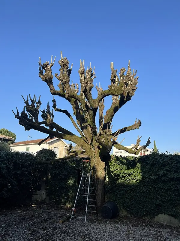 Arbre élagué à l'aide de taille raisonnée en Gironde (33)