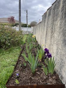 création d'un massif à Pessac avec plantation et paillage